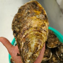 프레시퍼스트 산지직송 통영석화 각굴 삼배체굴 특대왕굴, 삼배체석화7kg, 1개