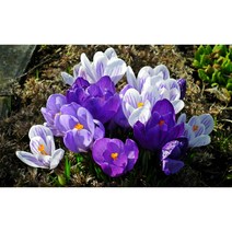 서비내 크로커스 구근 Crocus 샤프란 추식구근 노지월동식물 3개묶음(색랜덤), 1개(색랜덤)