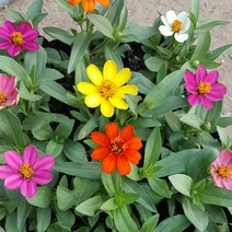 장미농원 미니백일홍모종(색랜덤), 1개