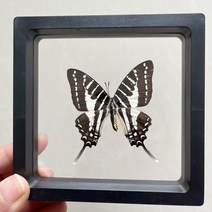 북유럽인테리어 카페인테리어소품 카페인테리어 진짜 나비 표본 사진 프레임 희귀 장식 선물 유치원 디스플, 18 16