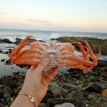 [신선담다] 산지직송 자숙 홍게 3kg 10-12미(소수율60-80%), 단품