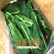 국산 친환경 유기농 케일 신선초 녹즙용 주스용 녹즙재료 산지직송 1kg 2kg, 1개