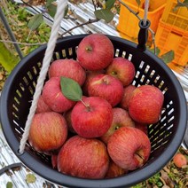 사과흠과 흠집사과 부사 못난이사과 10kg, 4.흠집사과10kg(35과내)