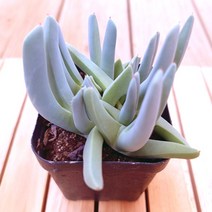체리톱스 키우기 쉬운 거실 다육 화분80 랜덤발송