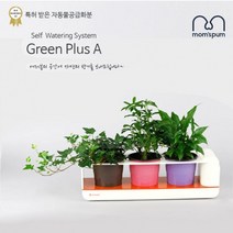 PGM^*^몰맘스품 무동력 자동급수시스템 화분+화초 시리즈_D세트)무 물순환 쿠아리 플라스틱 컬러 미니 인테리어 공기청정식 식물 그린 식믈 정화^*췤pgm, a*^*옵션없슴