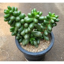 [별이네 다육] 다육식물 녹귀란