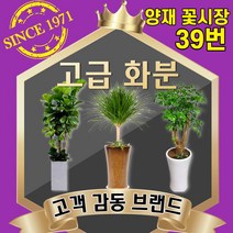 양재꽃39호 개업화분 공기정화식물 축하 관엽 인테리어식물 반려식물 실내정원 금전수 해피트리 스투키 행복나무 행운목 고무나무 전국당일꽃배달싼곳, 10 산세베리아(도시지역 한정)