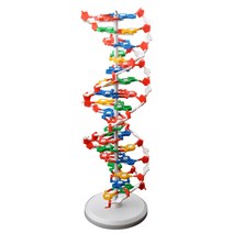 모형 DNA 세트 분해조립식 이중나선 구조 모델 분자 유전자, DNA 이중 나선 구조 모형(높이 60cm)