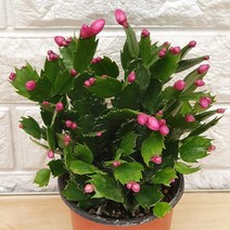 게발 선인장 핑크10, 1개