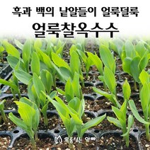 [모종심는아빠] 흑과 백의 낱알들이 얼룩덜룩 얼룩찰옥수수, 모종36포트