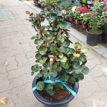[성심꽃농원] 파비안 파비앙 파비안느_50~60cm_330, 1개, 1개