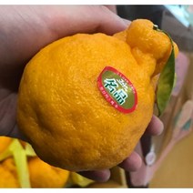 제이블릭 제주 한라봉 4.5kg 선물포장 당도보장 농장직송 레드향 카라향 홍매향 홍미향 고당도 15브릭스 선물용 가정용 연말선물 명절선물 설선물 임신 임산부 부모님 선물 5kg, 3.25~35과 선물세트(왕특대)