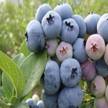 블루베리 (듀크) 18센티포트 (분) 1주 (키40cm) 3년생 888EAX719IR, 본상품선택