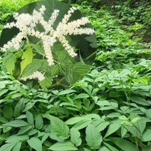 골드씨드 야생화 눈개승마모종 눈개승마 포트셀프조경 노지월동식물 전원주택조경 다년생식물 카페꾸미기 카페조경 꽃이 이쁘게 피는 야생화 새순은 약초로 쓰이는 다년생 식물 야생초, 3치포트