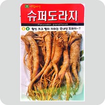 슈퍼도라지씨앗 1000립 길경 도라지 민속채소 약초 씨앗