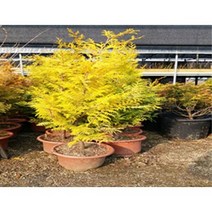 황금편백 황금화백 키40cm포트~ 트리팜원예 황금상록수, 키50-60cm포트
