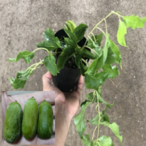 (D소망)개량왕다래묘목(용성2호)(5치포트) 1그루, 1개