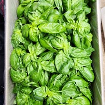 스위트 바질 500g