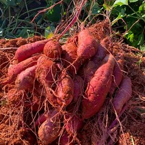 영암 햇고구마 꿀고구마 무농약 황토고구마 세척고구마 영암이구마 3kg 5kg 10kg 셀프파머스, 상
