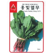 홍빛 열무 씨앗 6g 자홍색 부드러운 종자 연중 재배 사계절 텃밭 채소 다수확 열무김치 김장