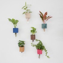 [목요일의식물] 수경재배식물 수중식물 수경식물 수경재배 우드프레임 키트, 내추럴, 하트벌룬알로카시아