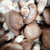 생 표고버섯 (정품) 1kg 2kg 3kg 4kg 상품, 생표고버섯 4kg