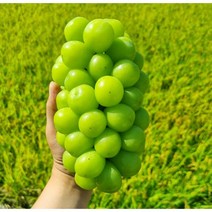 산지직송 고당도 특품 18brix 샤인머스켓 김천 경산 수출용 가정용 선물용 백화점용 에어포장 프리미엄 제철과일 씨없는 망고 포도 장인 명절 선물 세트 샤인머스캣, 1. 샤인머스켓1kg(2~3수)