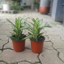 공룡꽃식물원(주)원플원 2개 드라세나 산데리아나 빅토리아 10~30cm 55