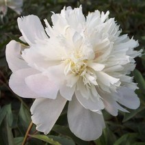 묘목/작약 ( 설산자옥)/2~3촉 포트묘 KJ961