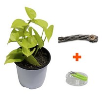 미미네아쿠아 DIY 마이플랜츠 초야우드 형광스킨답서스