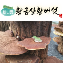 황금상황버섯 바나듐 상황버섯 유기농 국내산 베타글루칸 크롬 기능성 약용버섯, 300g