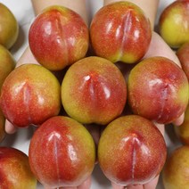 국내산 청송 황제 추희자두 왕 특자두 3kg, 황제 추희 왕자두 3kg, 1개