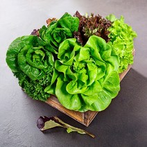 무농약 유럽 샐러드 채소 1kg(특) 랜덤구성/ 농협 산지직송 European salad vegetables