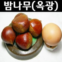 밤나무/옥광 나무 묘목 접목1년 뿌리 특묘 3개/유실수/과수