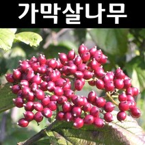 가막살 나무 묘목 키80~100cm 1개/정원/공원/조경수