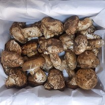 자연산 송이버섯 최고급 귀한 자연송이버섯 1kg, 3등급 1kg, 1개