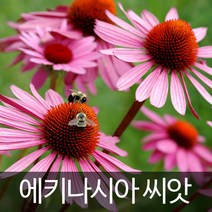 에키네시아씨앗 에키나시아 씨앗 애키네시아 100알, 1개