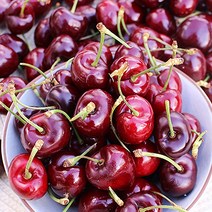 두근 체리 체리제철 채리 생체리 체리농장, 1박스, 체리 1.6kg