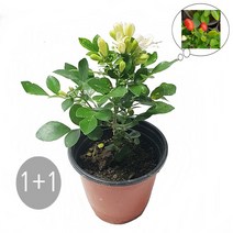 트리앤 2년생 무화과(승정도후인) 천리향 레몬나무 오렌지자스민 영양제, 05. 1+1 오렌지자스민 1개