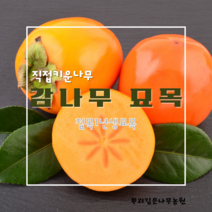 [뿌리깊은나무]직접생산 감나무 묘목 접목1년생 대봉 야오끼 둥시 차량단감 월하감, 하묘, 대봉감