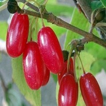 산수유나무/실생3년(5주묶음)묘목/G0659, 1개