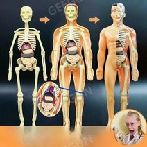 교육용인체모형 척추 교육용 골격 뼈 전신 분리형 인체모델, [28cm전신모델]바디+뼈+내장분리형어셈블리