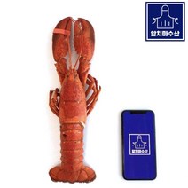 캐나다산 랍스터 450g 내외 자숙 냉동 랍스타, 10마리