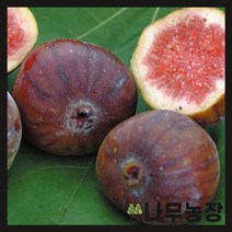 (나무농장) 무화과(승정도후인) 삽목2년 묘목