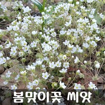 [해피플라워] 봄맞이꽃 씨앗 0.1g / 가을 파종 야생화 꽃씨