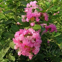 배롱나무 묘목 목백일홍(분홍꽃) - R3cm(분) 1개