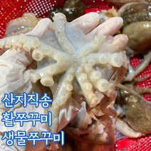 서해안 쭈꾸미 활쭈꾸미 생물쭈꾸미 1kg 2kg 3kg 4kg, 활쭈꾸미_1kg얼음포장