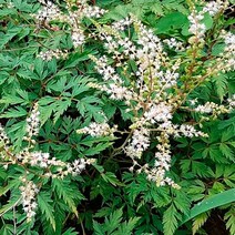 서경농원 한라개승마 여름꽃 4치 포트묘 20개 들꽃 야생화