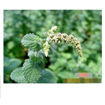 허브(Herb)/채소식물 애플민트 갈색플라스틱모종 5개 (L0299)