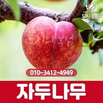자두(왕피자두) R3cm 결실주(분)나무 묘목 도시농부